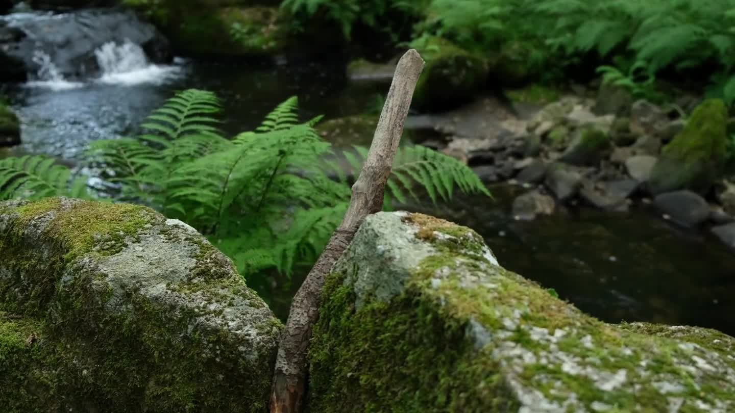 Un ruisseau entre les mousses et les fougères